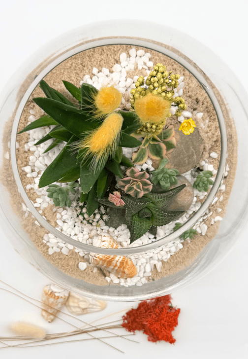 Succulent Terrarium Workshop
