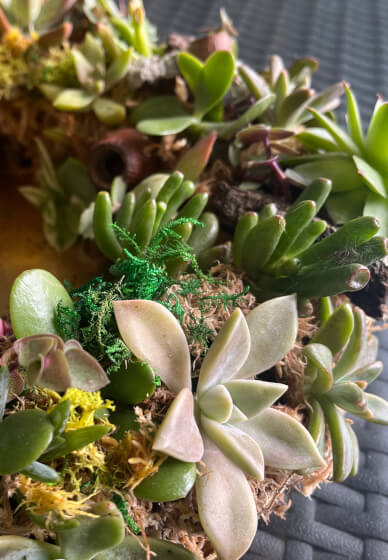 Succulent Wreath Workshop
