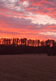 Sunrise Yoga Class in the Flower Patch