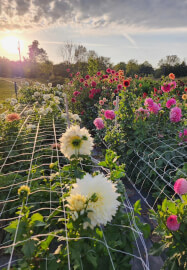 Sunrise Yoga Class in the Flower Patch