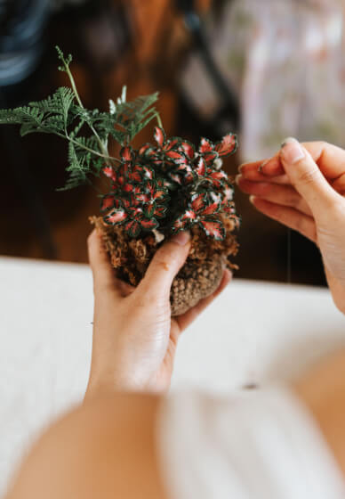Tamandama Workshop - Advanced Kokedama