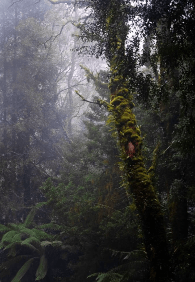 Tasmanian Landscape Photography Course