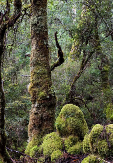 Tasmanian Landscape Photography Course