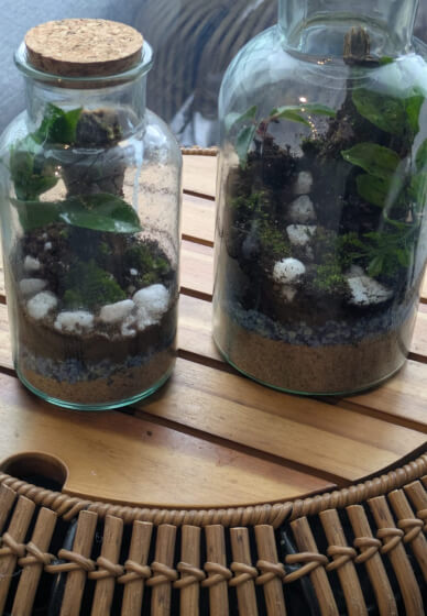 Terrarium Craft Kit
