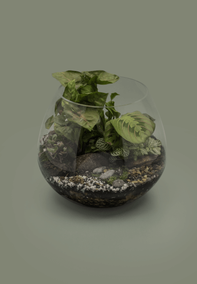 Terrarium Making Workshop