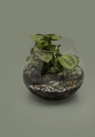 Terrarium Making Workshop
