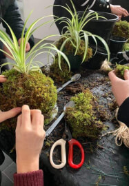 Terrarium or Kokedama Workshop for Team Building