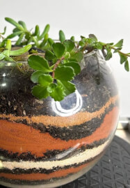 Terrarium or Kokedama Workshop for Team Building