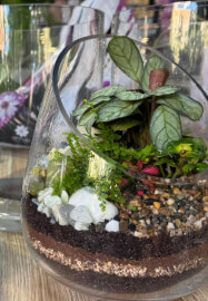 Terrarium Workshop: Build Your Own Glass Garden