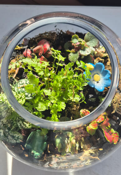 Terrarium Workshop: Create Gardens in a Jar