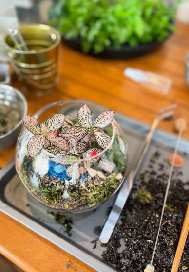 Terrarium Workshop for Kids