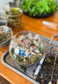 Terrarium Workshop for Kids