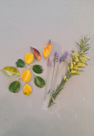 The Art of Sun Printing: Cyanotype Workshop