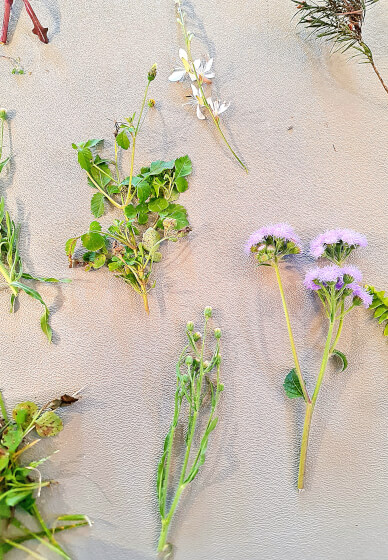 The Art of Sun Printing: Cyanotype Workshop