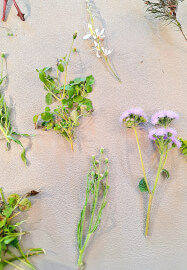 The Art of Sun Printing: Cyanotype Workshop