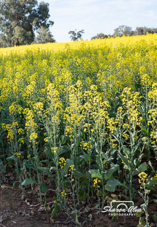 The Canola Trail Photography Class