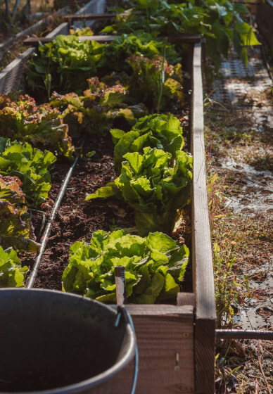 The Zero-to-Harvest Workshop: Start Your First Veggie Plot