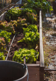 The Zero-to-Harvest Workshop: Start Your First Veggie Plot