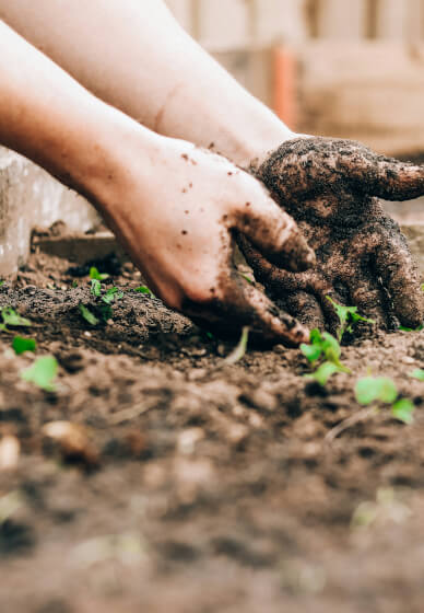 The Zero-to-Harvest Workshop: Start Your First Veggie Plot