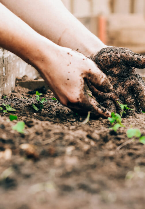 The Zero-to-Harvest Workshop: Start Your First Veggie Plot