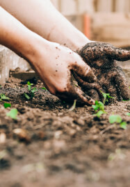 The Zero-to-Harvest Workshop: Start Your First Veggie Plot