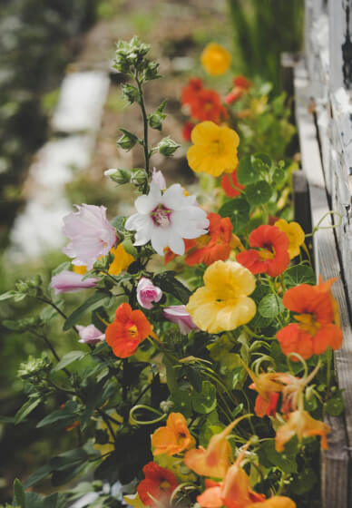 The Zero-to-Harvest Workshop: Start Your First Veggie Plot