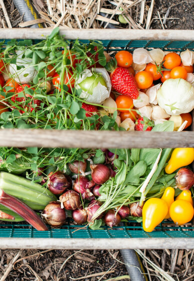 The Zero-to-Harvest Workshop: Start Your First Veggie Plot