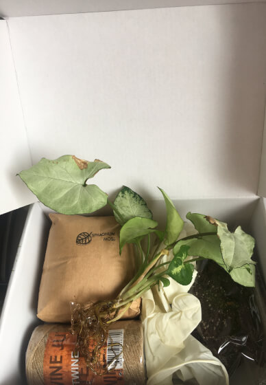 Traditional Japanese-style Kokedama Virtual Class