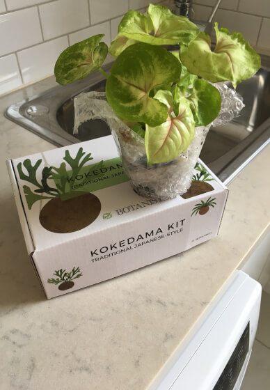 Traditional Japanese-style Kokedama Virtual Class