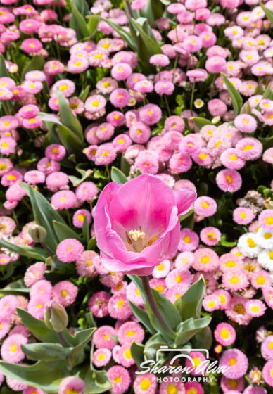 Tulip Photography Workshop in Moss Vale Spring