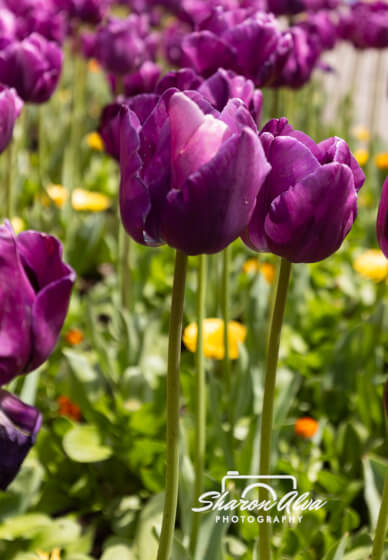 Tulip Photography Workshop in Moss Vale Spring
