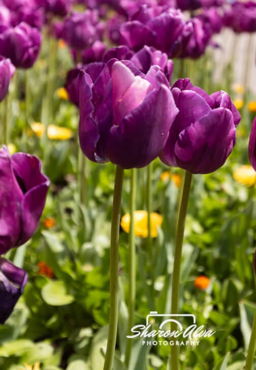Tulip Photography Workshop in Moss Vale Spring