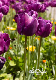 Tulip Photography Workshop in Moss Vale Spring
