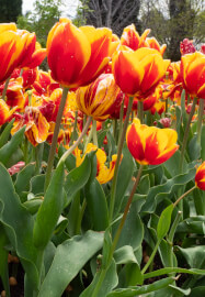 Tulip Photography Workshop in Moss Vale Spring