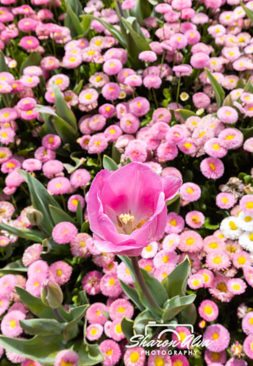 Tulip Photography Workshop in Moss Vale Spring