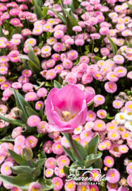 Tulip Photography Workshop in Moss Vale Spring