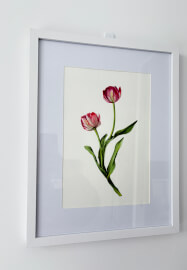 Tulip Watercolour Painting Class