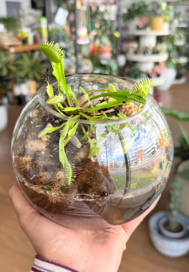Venus Flytrap' Fun Terrarium Workshop for Kids