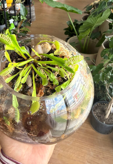 Venus Flytrap' Fun Terrarium Workshop for Kids