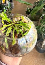 Venus Flytrap' Fun Terrarium Workshop for Kids