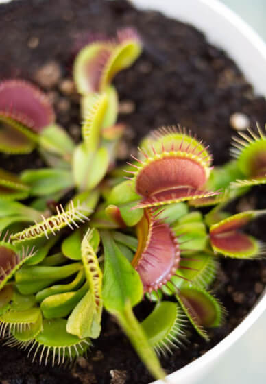 Venus Flytrap' Fun Terrarium Workshop for Kids