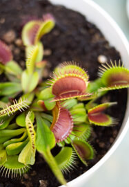 Venus Flytrap' Fun Terrarium Workshop for Kids