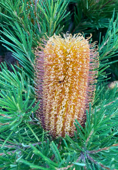 Virtual Garden Consultation with Qualified Horticulturalist