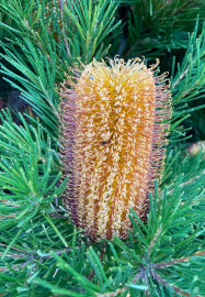 Virtual Garden Consultation with Qualified Horticulturalist