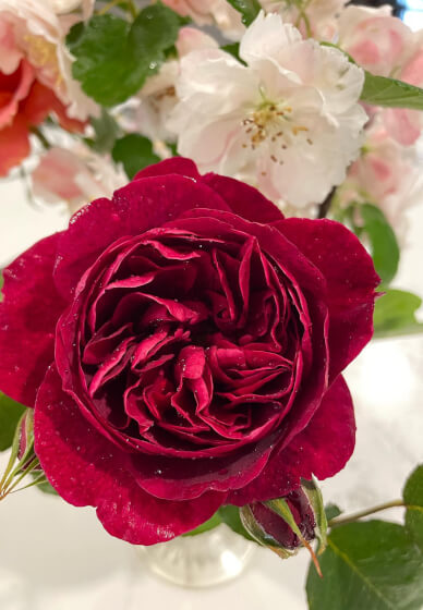 Virtual Garden Consultation with Qualified Horticulturalist