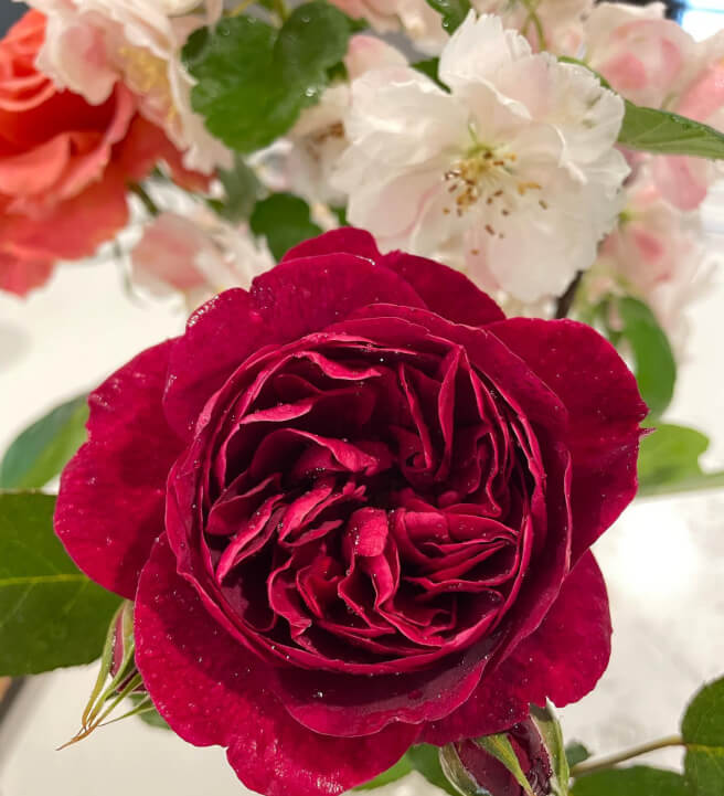 Virtual Garden Design Consultation