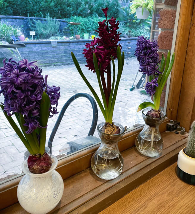 Virtual Garden Design Consultation