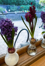 Virtual Garden Design Consultation