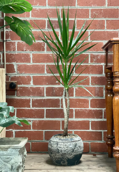 Wabi-Sabi Plant Design Workshop