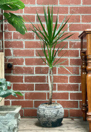 Wabi-Sabi Plant Design Workshop